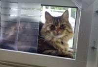 Image 5 of 18 inch Regular KP Cat Window Patio-Catio-Solarium (Small model)