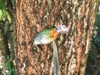 Image 5 of SPEEDBAITS Custom Airbrushed Crankbait BFS G1