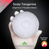 Scaly Tangerine (Agaricus Trisulphuratus) Live Mycelium Mushroom Culture Spawn Seed