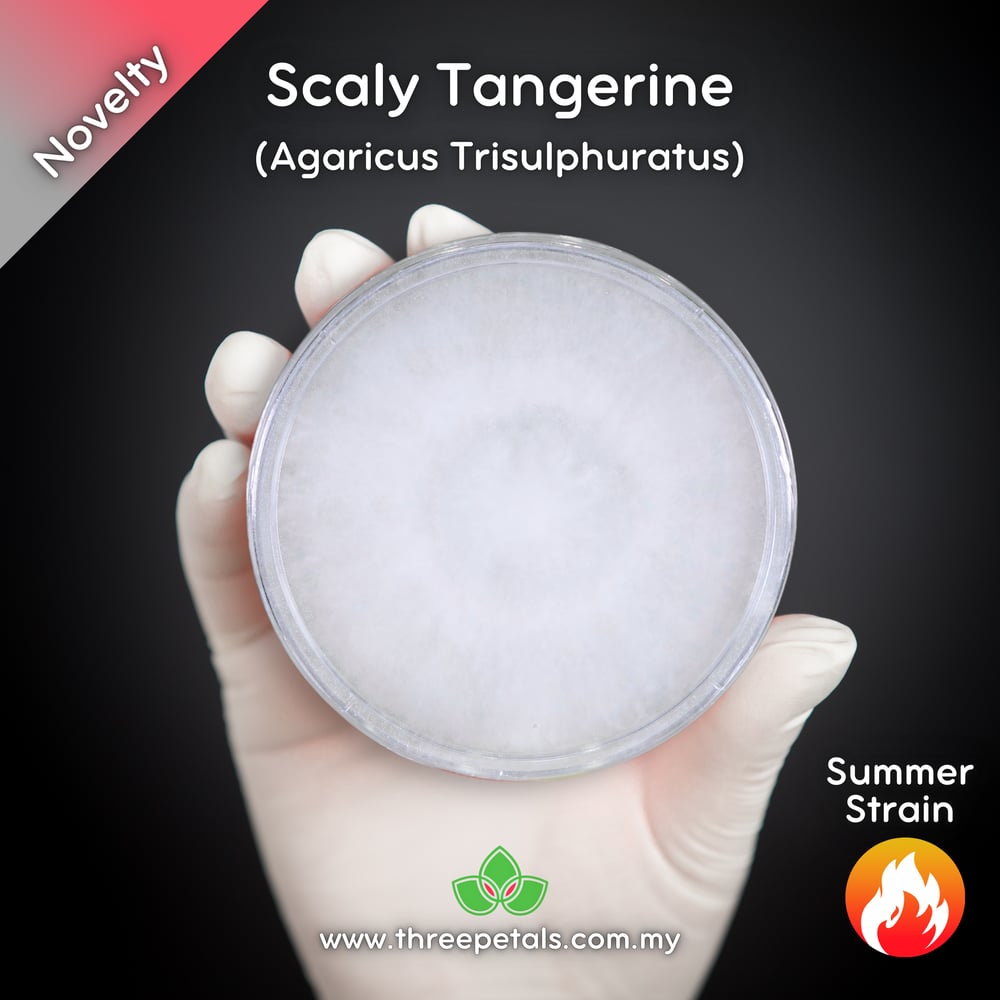 Scaly Tangerine (Agaricus Trisulphuratus) Live Mycelium Mushroom Culture Spawn Seed