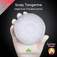Image 1 of Scaly Tangerine (Agaricus Trisulphuratus) Live Mycelium Mushroom Culture Spawn Seed