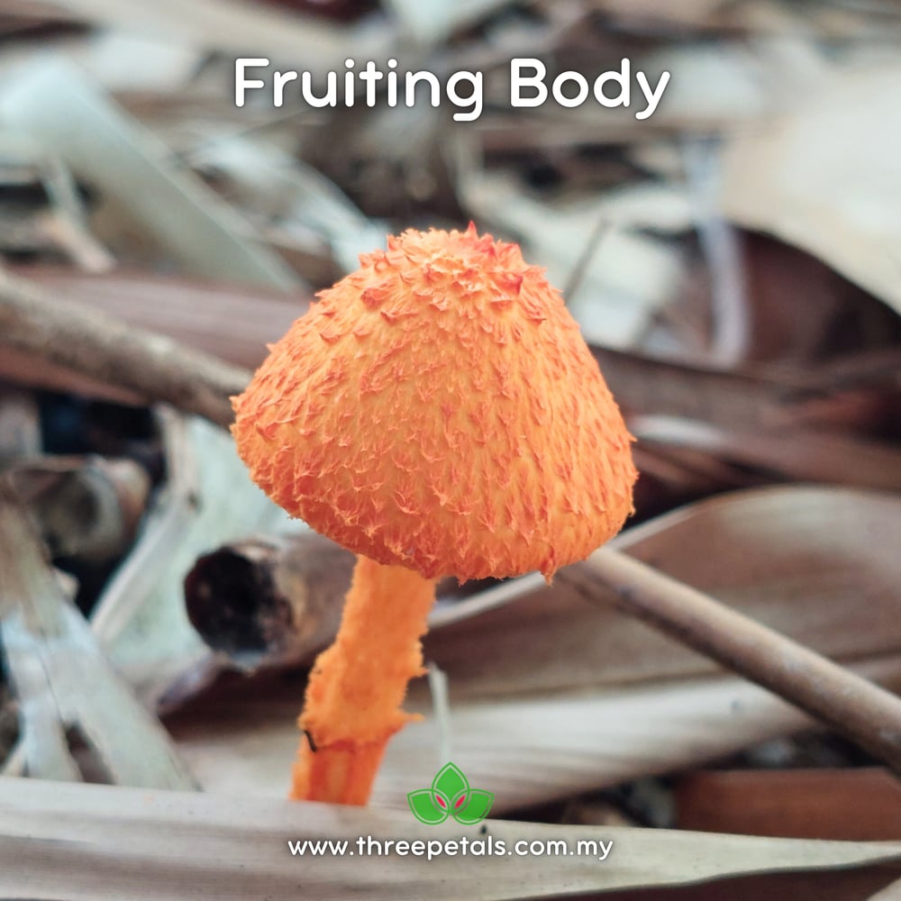 Scaly Tangerine (Agaricus Trisulphuratus) Live Mycelium Mushroom Culture Spawn Seed