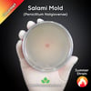 Salami Mold (Penicillium Nalgiovense) Live Mycelium Mushroom Culture Spawn Seed