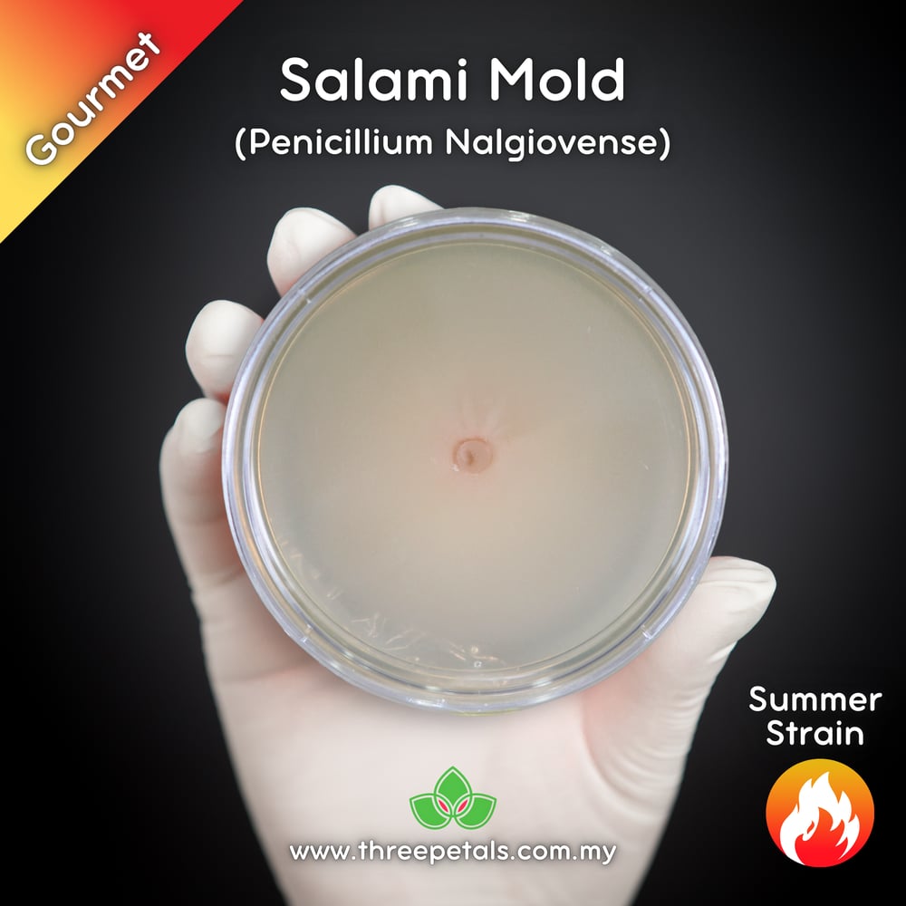 Salami Mold (Penicillium Nalgiovense) Live Mycelium Mushroom Culture Spawn Seed