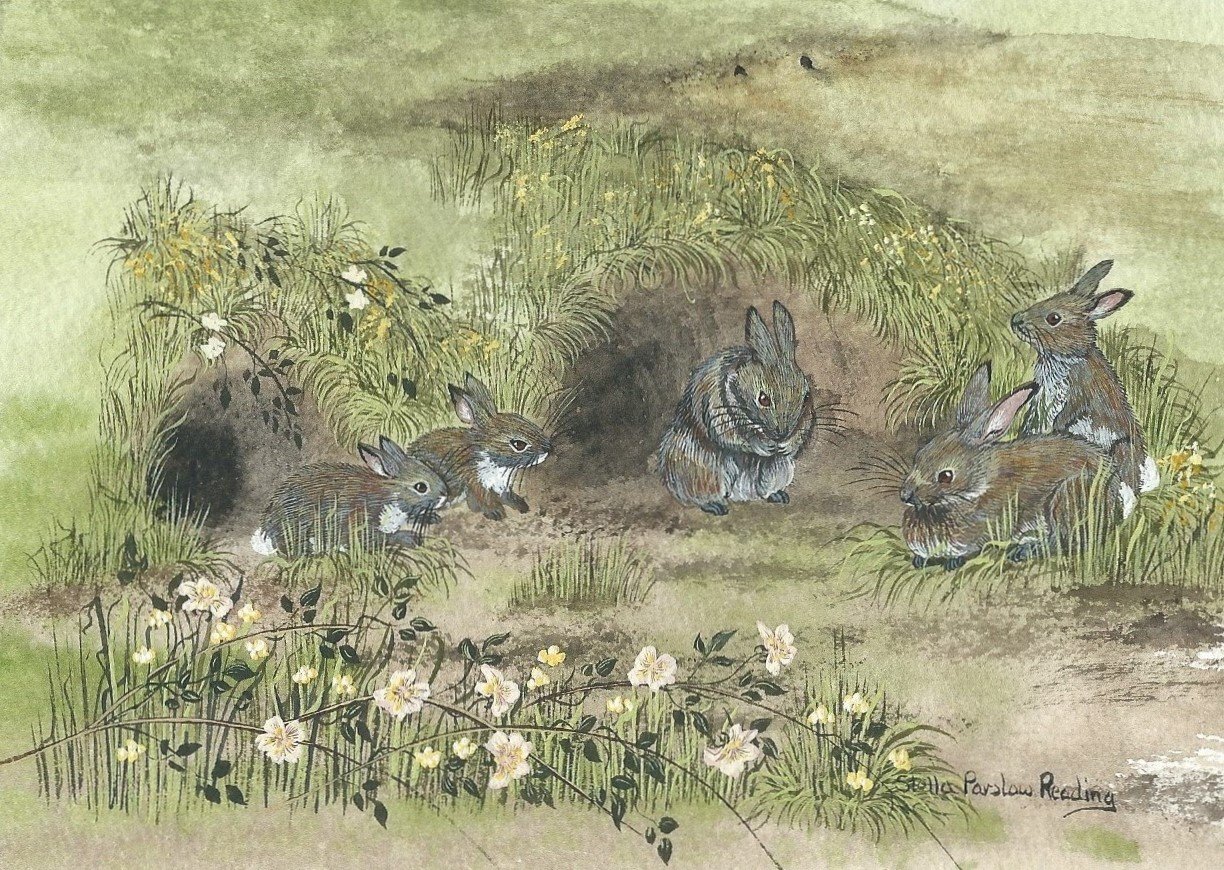 Rabbit Warren 3534 - Open Edition Print - Miniature. | Stella Parslow ...