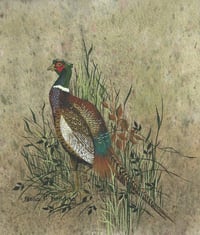 Image 2 of Pheasant 2365 - Open Edition Print - Miniature.