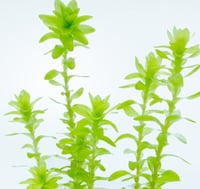 Image 2 of Tonina Fluviatilis 