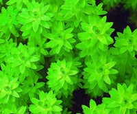 Image 1 of Tonina Fluviatilis 