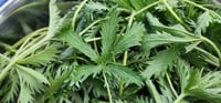Image 1 of Slender Cinquefoil Leaf (Dried)