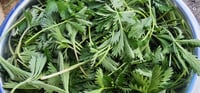 Image 2 of Slender Cinquefoil Leaf (Dried)