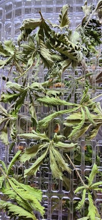 Image 4 of Slender Cinquefoil Leaf (Dried)