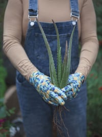 Image 1 of Organic Medium Aloe Vera, Aloe Barbadensis Miller, Live Plant, Bare Root, 