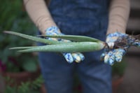 Image 2 of Organic Medium Aloe Vera, Aloe Barbadensis Miller, Live Plant, Bare Root, 