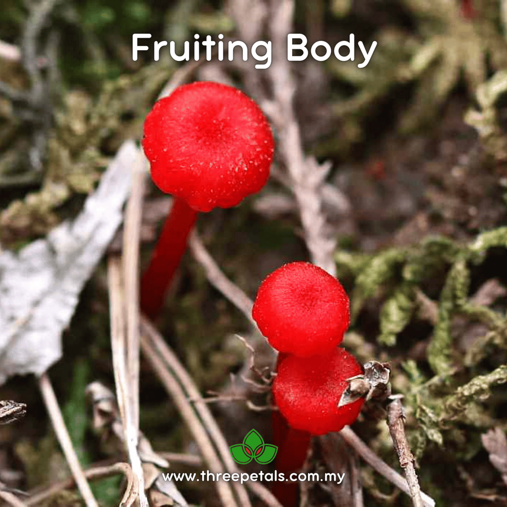 Goblet Waxcap (Hygrocybe Cantharellus) Live Mycelium Mushroom Culture Spawn Seed