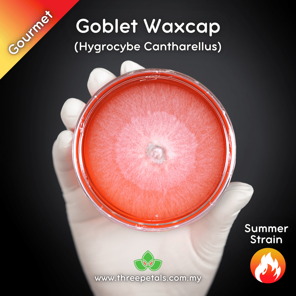 Goblet Waxcap (Hygrocybe Cantharellus) Live Mycelium Mushroom Culture Spawn Seed
