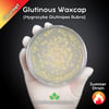 Red Glutinous Waxcap (Hygrocybe Glutinipes Rubra) Live Mycelium Mushroom Culture Spawn Seed