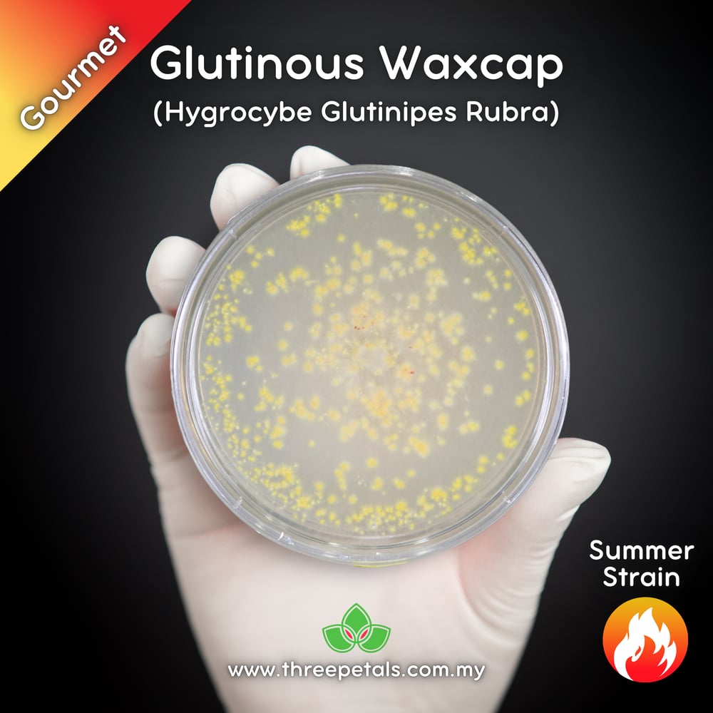 Red Glutinous Waxcap (Hygrocybe Glutinipes Rubra) Live Mycelium Mushroom Culture Spawn Seed