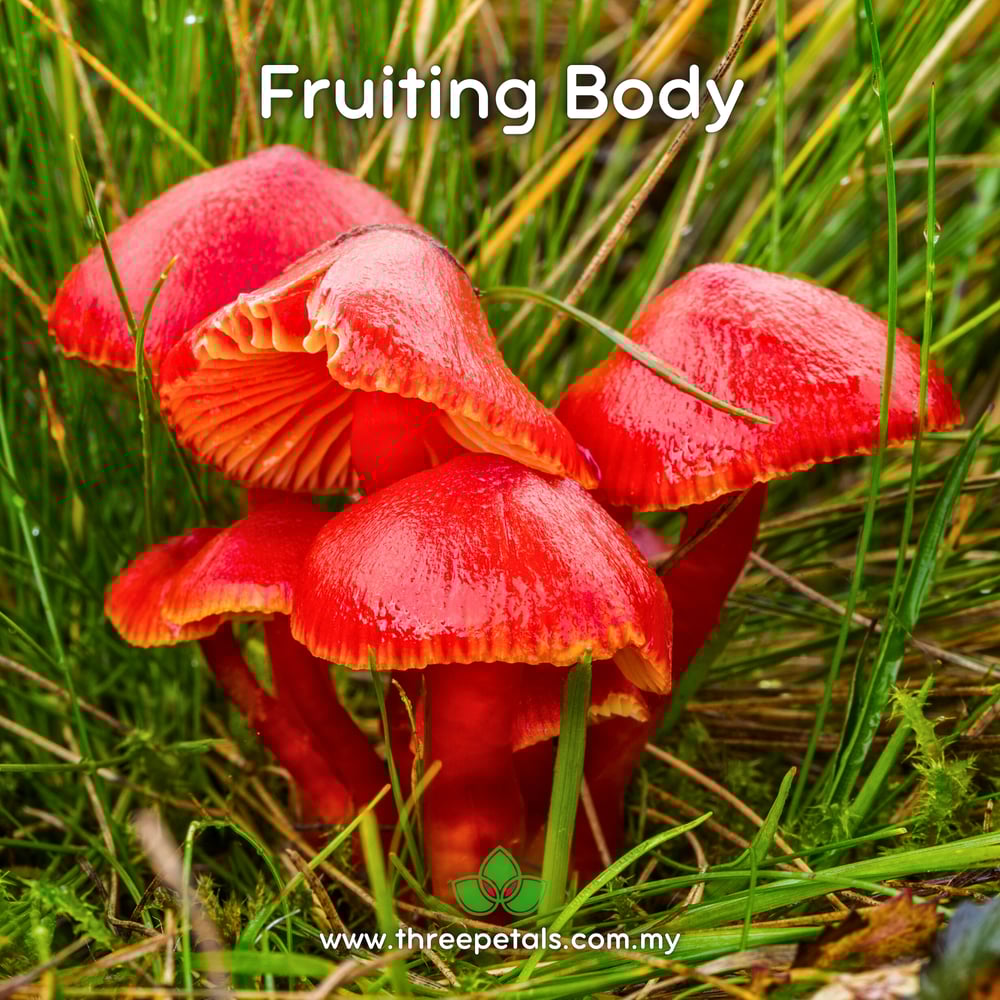Red Glutinous Waxcap (Hygrocybe Glutinipes Rubra) Live Mycelium Mushroom Culture Spawn Seed