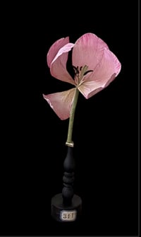 Fleur didactique de tulipe 