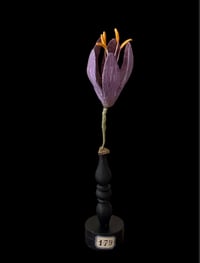 Fleur didactique de crocus 
