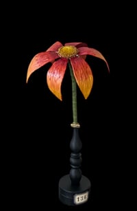 Fleur didactique d’échinacée 