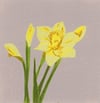 Spring 2