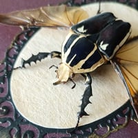 Image 2 of Giant Flower Beetle
