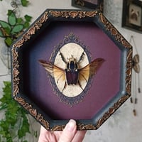 Image 1 of Giant Flower Beetle