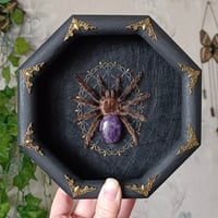 The Curlyhair aka  Tliltocatl albopilosus