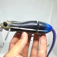 Image 1 of Silly Sally (Blue Tailed Skink)