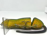 Image 3 of Silly Sally (Eastern Newt)