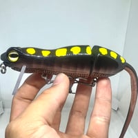 Image 1 of Silly Sally (Yellow Spotted Salamander)
