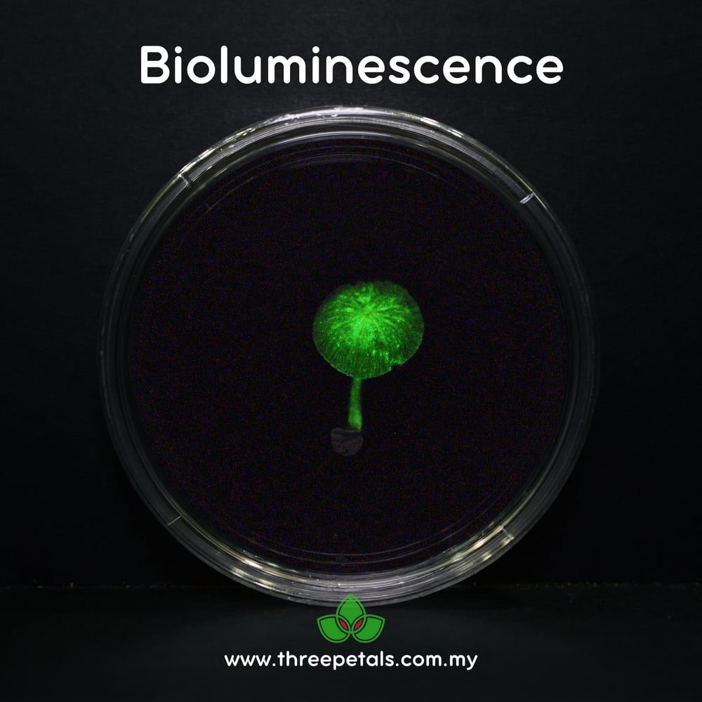 Gombak Bonnet (Mycena Gombakensis) Live Mycelium Mushroom Culture Spawn