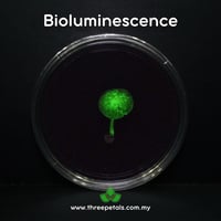 Image 4 of Gombak Bonnet (Mycena Gombakensis) Live Mycelium Mushroom Culture Spawn