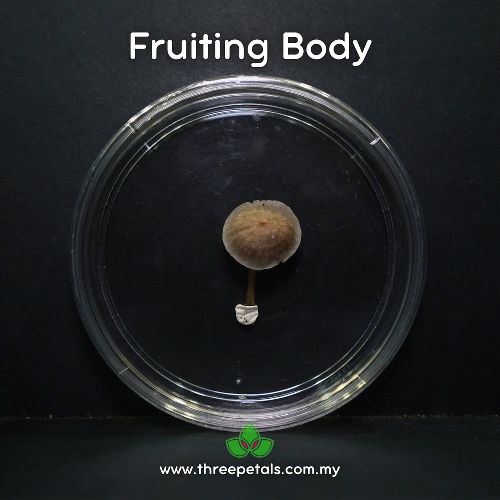 Gombak Bonnet (Mycena Gombakensis) Live Mycelium Mushroom Culture Spawn