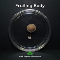 Image 3 of Gombak Bonnet (Mycena Gombakensis) Live Mycelium Mushroom Culture Spawn