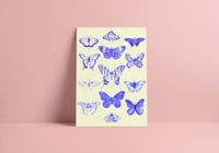 Image 2 of La collection de papillons