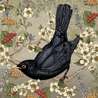 Image 3 of BLACKBIRD 