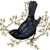 Image 3 of Blackbird blank card