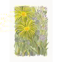 Inula screen print