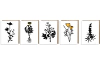Image 2 of Wildflowers Card Set