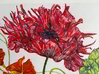 Image 3 of Anatomical flowers 