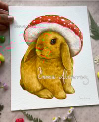 Image 1 of Bunnymush