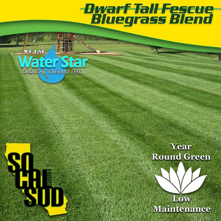Image of DWARF TALL FESCUE /  BLUEGRASS BLEND
