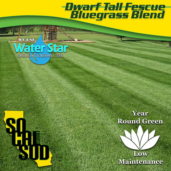 Image of DWARF TALL FESCUE /  BLUEGRASS BLEND