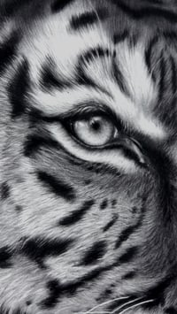 Image 2 of Giclee print “Poise before the pounce” 2025