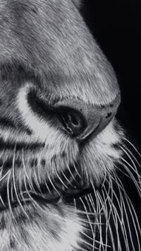 Image 3 of Giclee print “Poise before the pounce” 2025