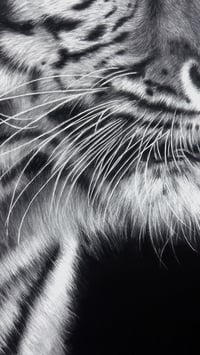 Image 5 of Giclee print “Poise before the pounce” 2025
