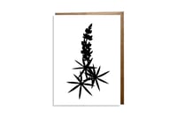 Lupine Card