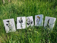 Image 1 of Wildflowers Card Set